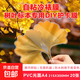 冷裱膜a4單面樹(shù)葉標本自粘膜 6寸照片自粘塑封膜 鐳射亮啞光自帶膠冷表膜 干花保護膜 DIY手工貼膜 A4-光面PVC冷裱膜-20張【樹(shù)葉標本專(zhuān)用】