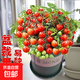 【京東物流】番茄種子盆栽番茄陽(yáng)臺盆栽農家田園大全各種各樣 盆栽紅番茄種子1包約200粒