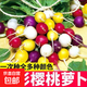 四季五彩水果櫻桃蘿卜種籽紫紅黃綠白皮嫩脆青蘿卜小拇指蘿卜種子 五彩櫻桃蘿卜種子 一包約400粒