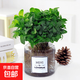 薄荷盆栽水培薄荷葉子新鮮可食用迷迭香驅(qū)蚊植物室內(nèi)綠植花卉 中盆薄荷（ins灰璃瓶）