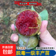 三華李子樹(shù)苗紅心新品種特大嫁接蜂糖李北南方種植水果樹(shù)果苗大全 三年苗【后年結果】