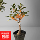 嫁接桂花樹(shù)苗盆栽濃香型四季庭院地栽金桂矮樁室內花卉好養小盆景 嫁接丹桂5年苗【開(kāi)花旺盛】