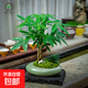 【藝術(shù)造型發(fā)財樹(shù)帶盆】客廳禪意茶桌茶室辦公桌柜臺家居養護好養 諾亞方舟辮子發(fā)財樹(shù)+底座