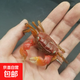 相手蟹觀賞活體螃蟹淡水寵物桌面螃蟹寄居蟹活體寵物 4只相手蟹+2只備損