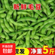 現(xiàn)摘青毛豆新鮮帶殼毛豆新農(nóng)家鮮青豆農(nóng)村鮮嫩毛豆角青毛豆 現(xiàn)摘新鮮帶殼毛豆  凈重5斤