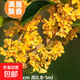 桂花樹(shù)苗盆栽室內四季桂花卉植物金桂丹桂庭院大樹(shù)濃香型綠植開(kāi)花 【金桂】 粗1cm 高0.8-1米土球發(fā)貨