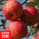 蘋(píng)果樹(shù)苗嫁接果樹(shù)苗木紅富士冰糖心庭院陽(yáng)臺盆地栽南北方果樹(shù)苗 冰糖心蘋(píng)果5年苗【當年結果】