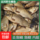 運河鯽魚漁民捕撈新鮮活體現(xiàn)殺淡水魚產(chǎn)婦老人小孩煲湯滋補飯店 中號鯽魚*1包【4-6條/400g/包】