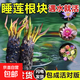 睡蓮蓮花池塘水缸魚(yú)缸耐寒睡蓮花卉花苞植物盆栽水培庭院四季 大睡蓮混色5顆裝+營(yíng)養液