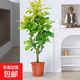 黃金榕客廳綠植盆栽花葉橡皮樹室內(nèi)大型植物高山榕落地盆景好養(yǎng)活 精選黃金榕1.4-1.5m【原盆原土】