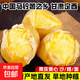 甘肅定西土豆2025年現(xiàn)挖黃皮黃心產地直發(fā)沙糯面馬鈴薯洋芋 中大果-9斤（凈重）-黃皮黃心