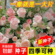 【爬墻高手】四季播薔薇花種子爬藤月季玫瑰開花不斷爬墻庭院花卉 爬墻薔薇花種子/包約120粒 1包