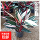 七彩竹芋觀(guān)葉花卉植物室內花盆栽北歐風(fēng)網(wǎng)紅好養水培植物油畫(huà)竹芋 七彩竹芋【20-30cm】1盆+原盆土+肥料