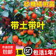 正宗廣西無(wú)籽砂糖橘子樹(shù)苗南北方種植家庭庭院沙糖桔果樹(shù)帶土盆栽 【帶土帶葉】5年精選苗（當年結果） 81cm(含)-110cm(含)