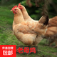 【兩年老母雞】農家散養老母雞黃油老母雞月子雞雞肉單只2斤以上 1只
