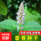 新鮮藿香種子食用藿香盆栽原土霍香苗五香葉魚(yú)香種子陽(yáng)臺(tái)庭院蔬菜 藿香種子 1包約1000粒