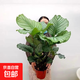青蘋果竹芋盆栽室內(nèi)吸甲醛凈化空氣辦公桌面觀葉植物四季常青好養(yǎng) 蘋果竹芋55-60厘米【原土】