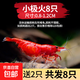 觀賞蝦黑殼蝦除藻蝦淡水鮮活清潔工具彩色小蝦極火蝦櫻花蝦水晶蝦 小極火買6送2備損