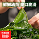 大連裙帶菜 鮮海帶非干貨海帶嫩苗兒童海菜海白菜海藻菜涼拌 裙帶菜嫩葉500g