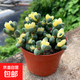 多肉植物 多肉精選老樁蒂亞吸財(cái)樹辦公室室內(nèi)陽臺紅寶石群生多頭 鹿角海棠【9厘米盆】