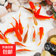 黃金錦鯉活魚(yú)招財魚(yú)金魚(yú)活魚(yú)好養耐活冷水魚(yú)魚(yú)苗活體小金魚(yú)觀(guān)賞魚(yú) 小紅草金7-9厘米 【共3條】