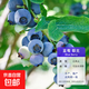 藍莓樹(shù)果苗藍莓苗盆栽地栽果苗帶大果南北方種植苗兔眼綠寶石果樹(shù) 5年苗_都克/帶葉帶土發(fā)貨