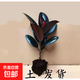 黑金剛橡皮樹(shù)盆栽家庭室內客廳四季長(cháng)青花卉凈化空氣綠色觀(guān)葉植物 10-20厘米1顆原盆土發(fā)貨+肥料