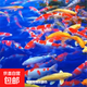 純種紅白三色觀(guān)賞錦鯉活魚(yú)大型高檔冷水淡水金魚(yú)易養耐活招財魚(yú)苗 隨機搭配錦鯉26-29CM【共9條】