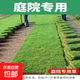 草坪真草帶土矮生馬尼拉草皮百慕大果嶺草耐寒四季常青庭院綠化苗 庭院專用草坪成品草皮1平方帶土 10cm以下