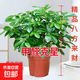 【八方來財(cái)】發(fā)財(cái)樹鴨腳木盆栽四季常青桌面防輻射花卉盆景 八方來財(cái)25-35厘米4顆【原盆】 送肥料