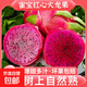 金都一號(hào)紅心火龍果 蜜寶新鮮蜜孕婦寶紅肉當(dāng)季水果紅龍果大果 2粒裝 單果200g起