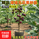無(wú)花果樹(shù)果苗波姬紅特大果庭院矮化盆栽四季南方北方種植當年結果 2年苗【品種備注】 81cm(含)-110cm(含)