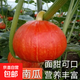 紅栗王南瓜種子甜蜜粉糯甜貝貝小南瓜 太陽(yáng)紅栗貝貝南瓜種子【精品種子 高產(chǎn)彩包抗病種子1包【約20粒-】