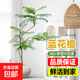 藍(lán)花楹盆栽辦公室內(nèi)客廳網(wǎng)紅好養(yǎng)活植物大型綠植落地老樁樹(shù)苗盆景 【A級(jí)品質(zhì)】藍(lán)花楹-1.3-1.5米-巖球樹(shù)脂盆