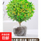 香水米蘭花盆栽帶花綠植驅(qū)蚊植物花卉臥室內(nèi)四季開老樁茉莉花樹苗 香水米蘭花大苗*1盆【原土盆】+肥料
