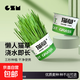 貓貓玩具吸引貓貓草懶人種植貓草杯貓草種子自種貓草零食品泡面草 懶人盆栽貓草3盒