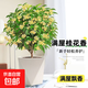 桂花樹(shù)苗盆栽室內四季桂花卉植物金桂丹桂庭院大樹(shù)濃香型綠植開(kāi)花 四季桂花高40cm左右【原土球發(fā)貨】