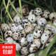京喜加新鮮鵪鶉蛋鵪鶉鳥(niǎo)蛋農家新鮮生鮮現撿現發(fā)包郵超市禮物批發(fā)單枚8g 100枚