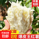 【新薯上市】爆皮王牛奶白心板栗紅薯番薯地瓜整箱蔬菜批發(fā) 粉糯白心番薯（中大果3-8兩） 【劃算】含箱5斤