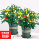 七彩椒辣椒盆栽樹(shù)苗帶果可食用新鮮多色五彩椒朝天椒陽(yáng)臺花卉綠植 【果期帶果發(fā)貨】七彩辣椒（加侖盆）2盆