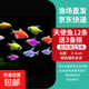 孔雀魚(yú)天使魚(yú) 純種觀賞魚(yú)淡水好養(yǎng)熱帶小型觀賞魚(yú) 天使魚(yú)12條送備損3條【發(fā)15條】