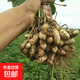 新鮮帶殼花生濕花生現(xiàn)挖現(xiàn)發(fā)應(yīng)季花生水煮鮮花生 新鮮花生5斤裝