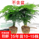 文竹盆景植物 室內綠色盆栽桌面吸甲醛凈化空氣觀(guān)葉花卉綠植 大文竹5年苗【2盆】 不含盆