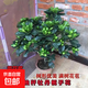 獨桿棒棒糖梔子花帶花苞四季開花濃香型庭院盆栽客廳陽臺花卉好養(yǎng) 獨桿棒棒糖大葉梔子60-70高（開花爆滿)原土發(fā)貨