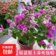 三角梅盆栽帶花劍樹苗室內(nèi)陽臺重瓣飄枝垂絲老樁四季開花爬藤花卉 【帶花發(fā)貨 收到即賞】紅櫻大苗 45-50cm左右（原盆帶土發(fā)貨）