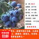 藍莓樹(shù)果苗水果藍莓苗盆栽地栽陽(yáng)臺庭院果樹(shù)苗南北方種植當年結果 優(yōu)瑞卡6年苗【帶土球】適合全國