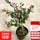 五年大苗耐寒耐熱可食用金銀花樹(shù)苗濃香花卉盆栽陽(yáng)臺庭院爬藤植物 五彩金銀花【5年大苗1顆】送肥料
