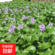 水葫蘆花卉 植物 水養花卉 水生魚(yú)缸水池凈化水質(zhì) 池塘種植 好養 水葫蘆五顆（精品）