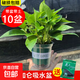 綠蘿盆栽室內植物花卉凈化空氣綠植水培垂吊大葉綠蘿新房客廳家用 【整高20cm盆口11】加侖吸水10盆送肥料