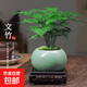 文竹+陶瓷盆  盆栽植物室內(nèi)客廳盆景辦公室懶人好養(yǎng)綠植創(chuàng)意擺件 文竹+綠色冰裂盆+高腳方底座 帶盆栽好